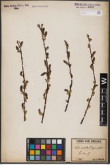 Foto von Salix aurita L.